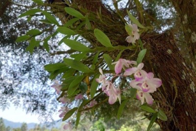 櫻石斛燦爛綻放盛花期。(生物多樣性研究所 提供)